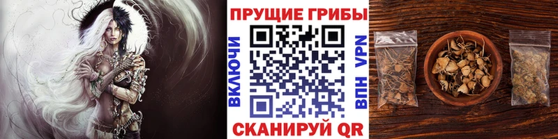 OMG ONION  Шенкурск  Псилоцибиновые грибы прущие грибы  купить закладку 